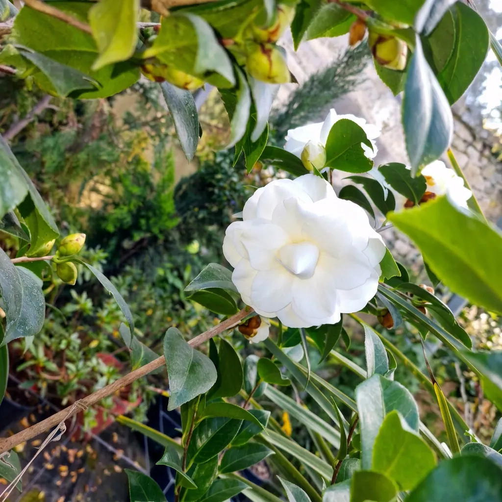 Fiori e piante fiorite — foto 18