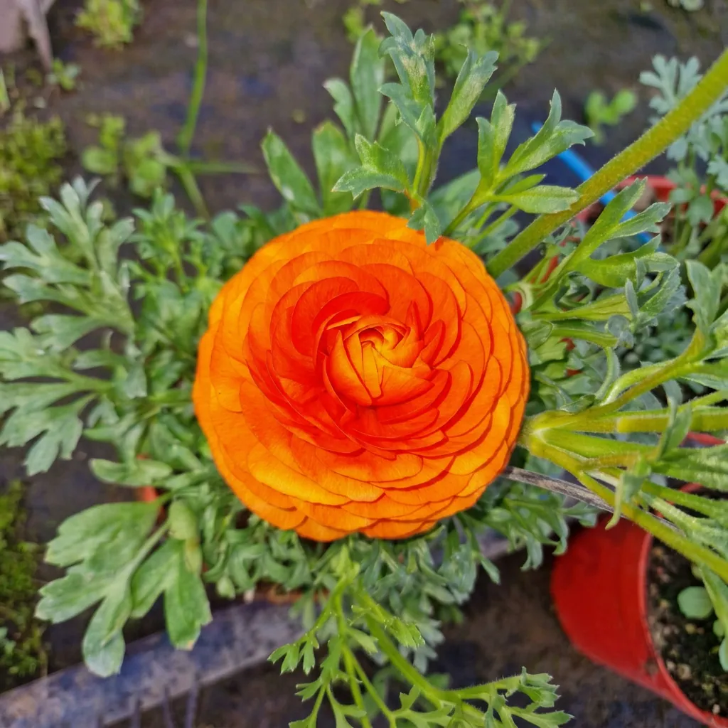 Fiori e piante fiorite — foto 13