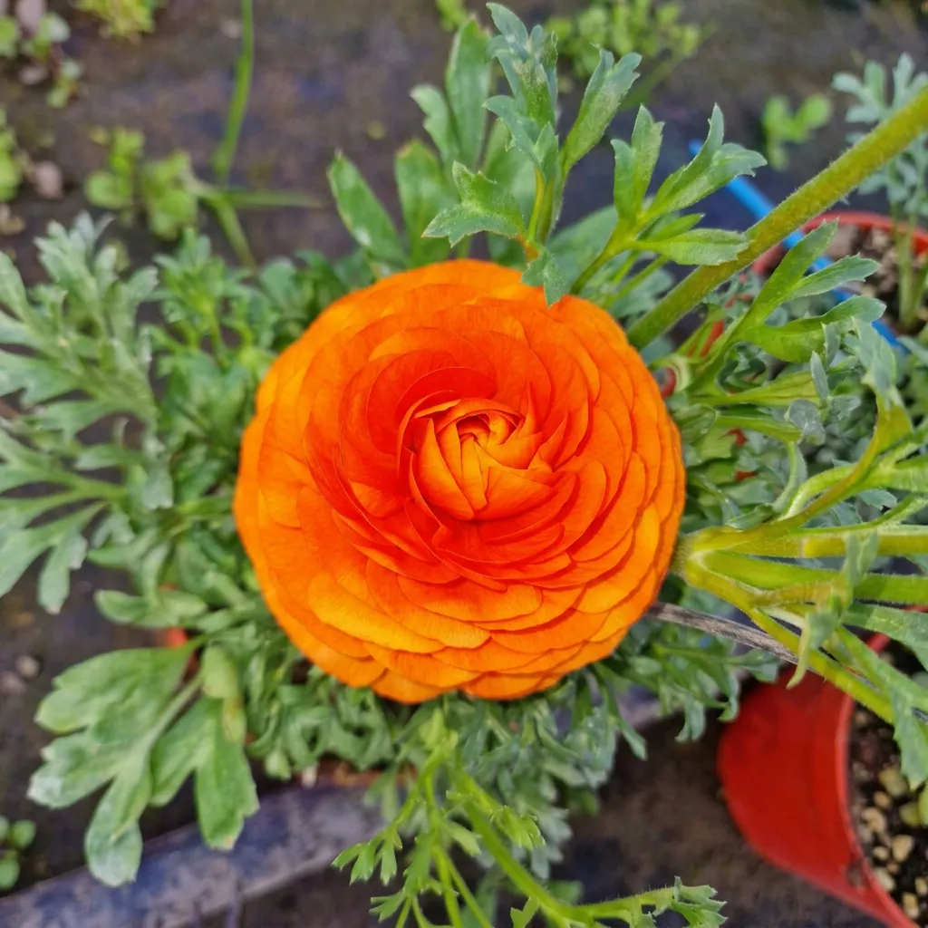 Fiori e piante fiorite — foto 1