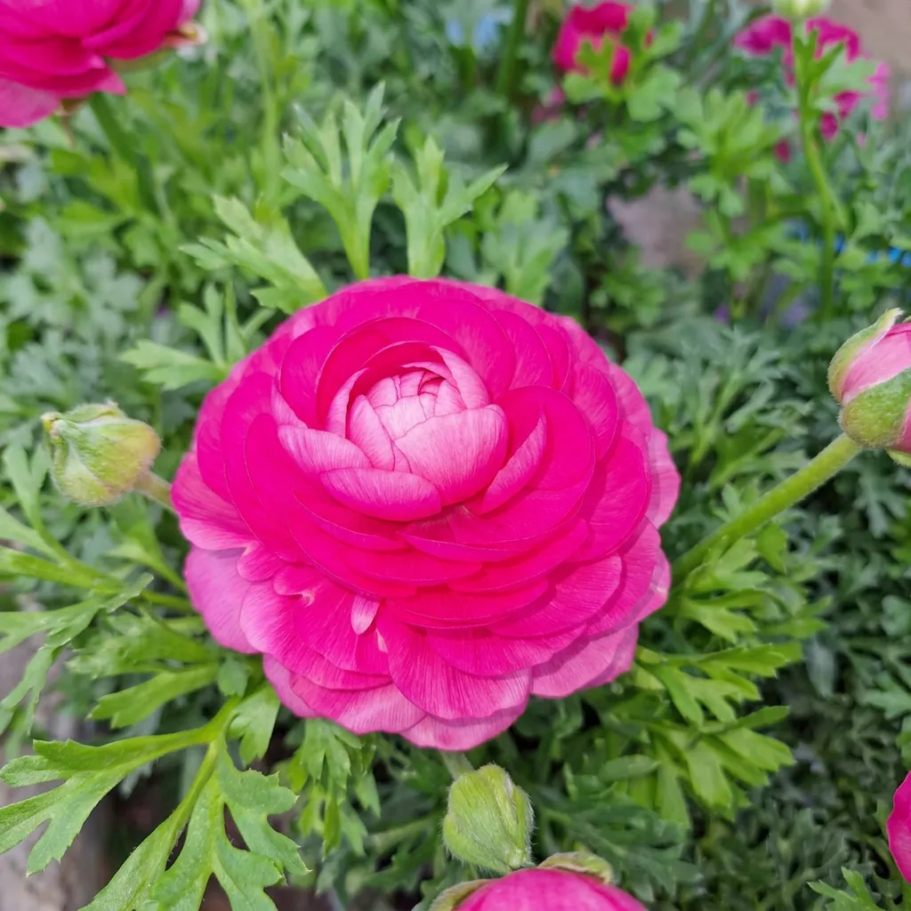 Fiori e piante fiorite — foto 4