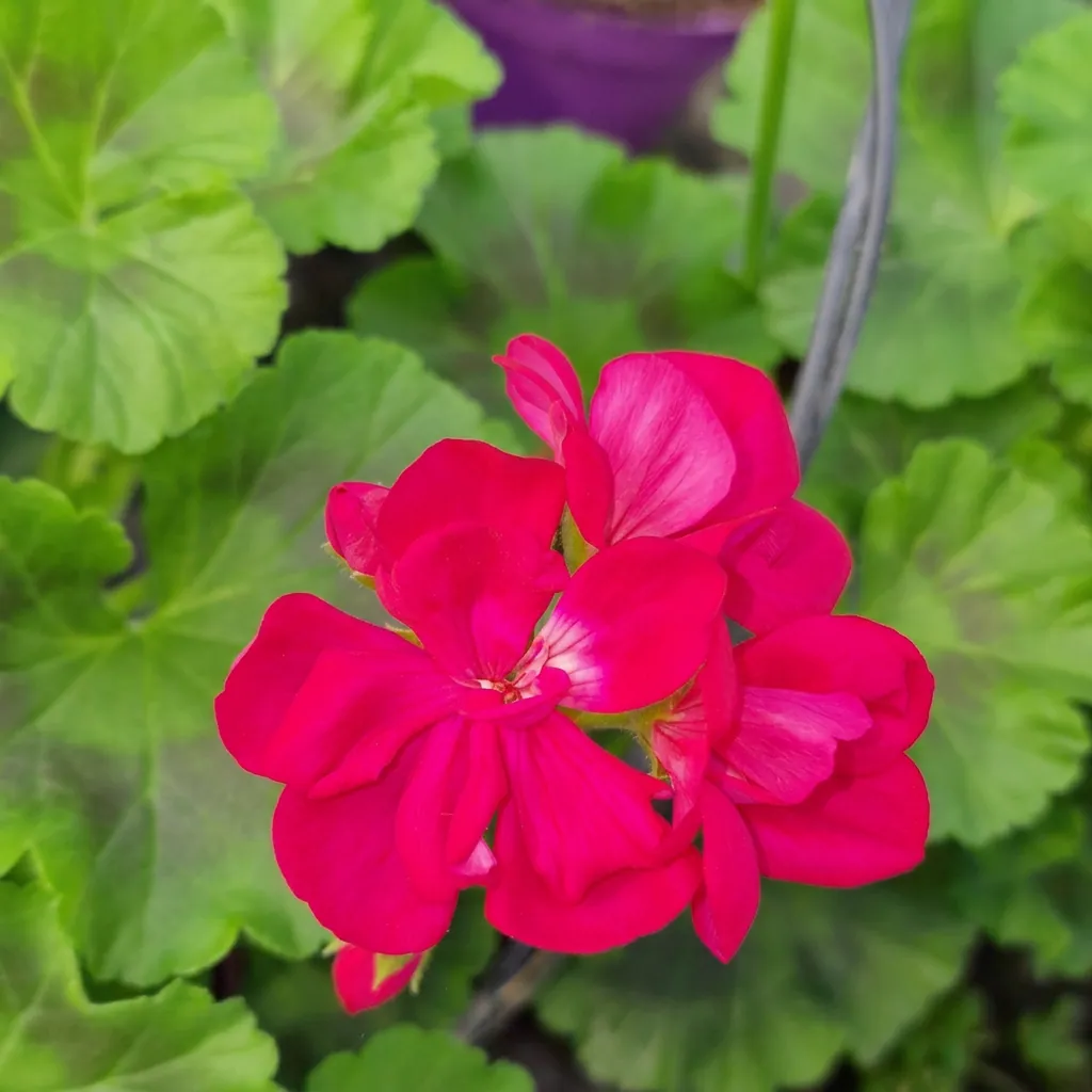 Fiori e piante fiorite — foto 16